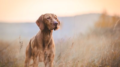 Громкие звуки могут повредить слух собаки