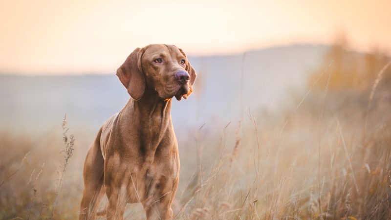Чаще всего от потери слуха страдают охотничьи собаки, а также собаки, задействованные в полицейской и военной работе. (TMArt/Shutterstock)  | Epoch Times Россия