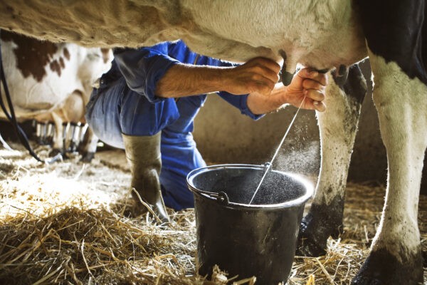 Если у вас никогда не было возможности пить сырое молоко, то начните с небольшого количества и пейте его медленно и осторожно. Фото: Zacchio/Shutterstock
