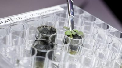 Учёные впервые вырастили растения в лунном грунте