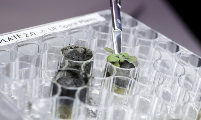 Исследователь собирает кресс-салат, растущий в лунной почве, в лаборатории в Гейнсвилле, штат Флорида. (Tyler Jones/UF/IFAS через AP) | Epoch Times Россия