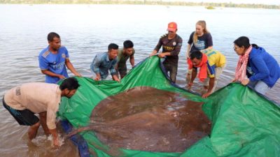 В Камбодже рыбаки поймали редкого гигантского ската весом 180 кг