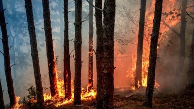 В России за сутки потушили лесные пожары на площади более 7000 га