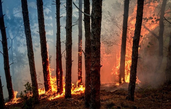 В России за сутки потушили лесные пожары на площади более 7000 га. (Forest fires/СС0)  | Epoch Times Россия