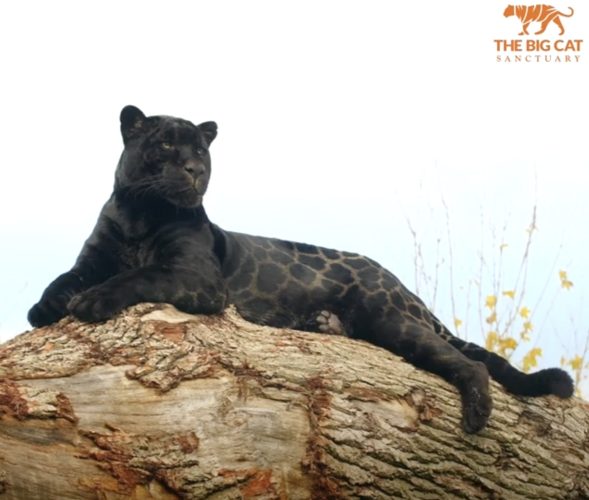 Редкий окрас чёрного ягуара выглядит как «шёлк с принтом»
