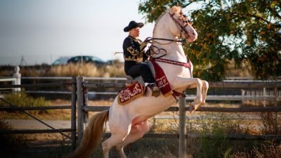 Андалузский конь по кличке Амбар — жемчужина в коллекции владельца