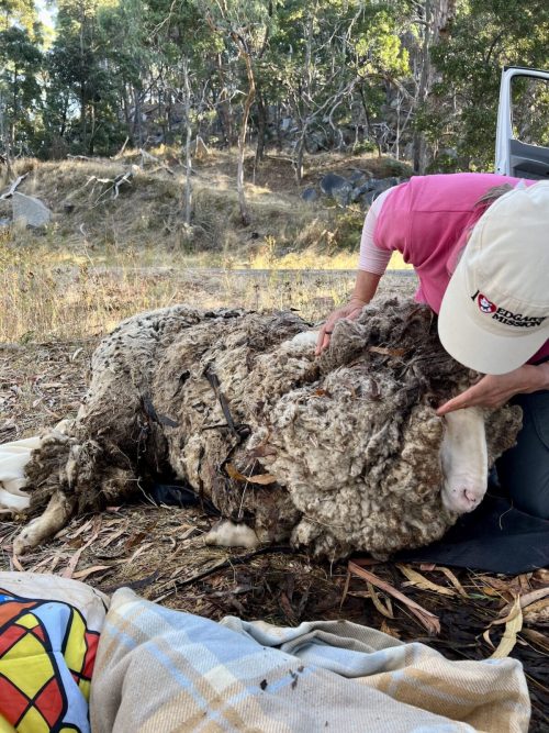 Умирающий баран, спасённый из 40 кг спутанной шерсти, теперь неузнаваем и счастлив