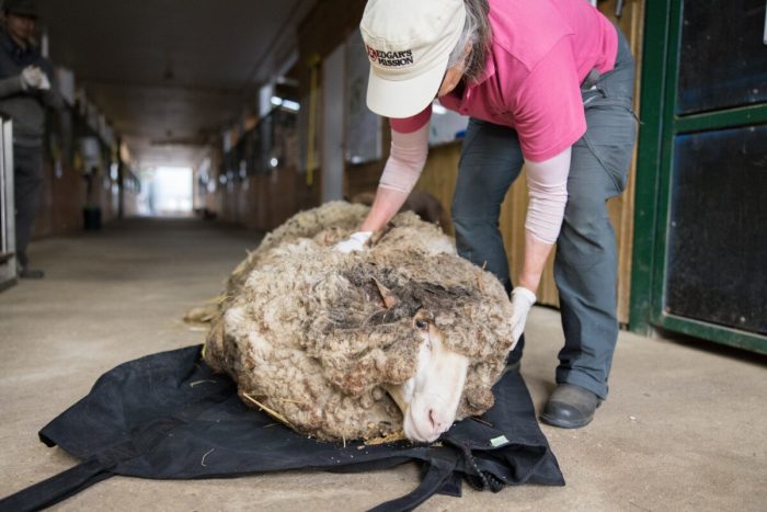 Умирающий баран, спасённый из 40 кг спутанной шерсти, теперь неузнаваем и счастлив
