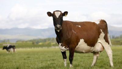 Новая Зеландия начала торговый спор против Канады из-за импорта молочных продуктов