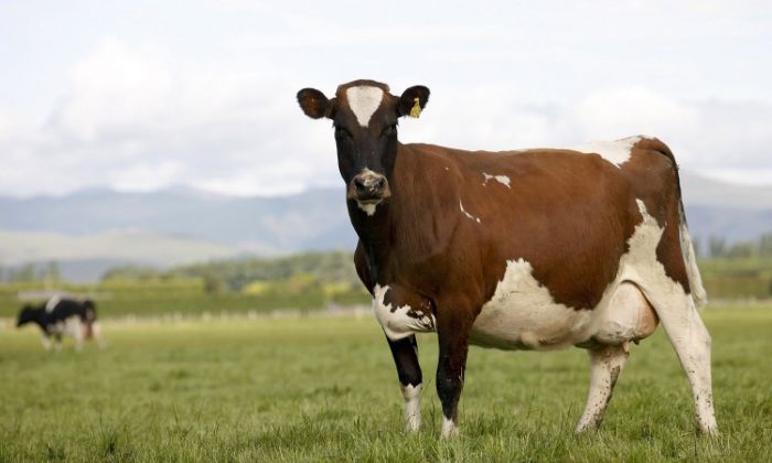 Молочные коровы на ферме недалеко от Эшбертона, Новая Зеландия. (Martin Hunter/Getty Images) | Epoch Times Россия