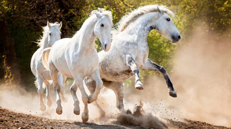 Фотограф с 40-летним опытом делает потрясающие снимки лошадей. (Courtesy of Christiane Slawik)  | Epoch Times Россия