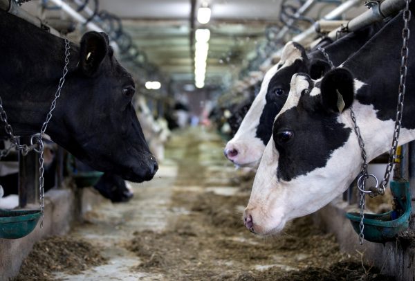 Коровы на ферме в Сен-Валериен-де-Милтон, к юго-востоку от Монреаля, Квебек, Канада, 30 августа 2018 года. (Christinne Muschi/Reuters)