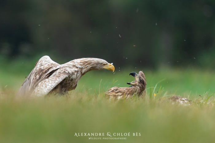 Удивительные снимки двух орланов-белохвостов в страшной схватке за еду