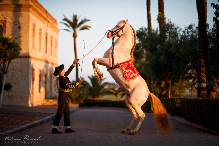 Андалузский конь по кличке Амбар — жемчужина в коллекции владельца