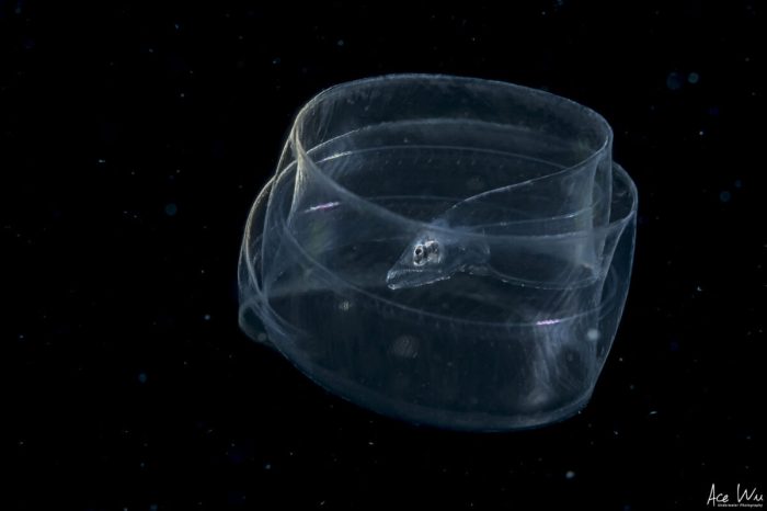 Мастер подводной съёмки запечатлел удивительных прозрачных осьминогов в тёмных глубинах вод