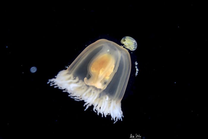 Мастер подводной съёмки запечатлел удивительных прозрачных осьминогов в тёмных глубинах вод