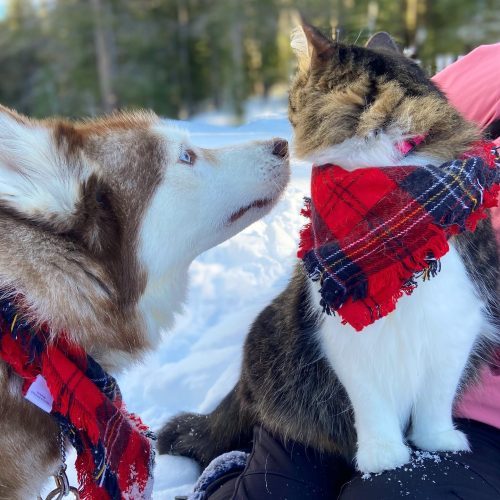 Сибирский хаски помог котёнку на грани смерти, теперь у них невероятно особенная связь