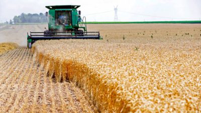 Запасов пшеницы в мире осталось примерно на десять недель