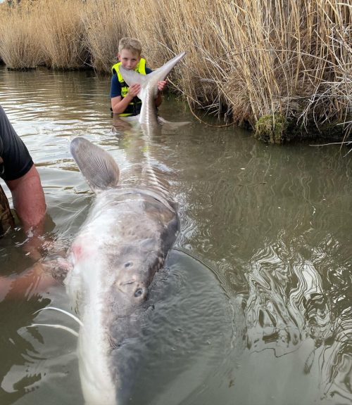 12-летний рыболов из Айдахо поймал 3-метрового монстра-осётра, установив рекорд штата