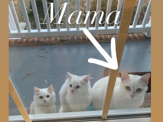 Беременная кошка в поисках помощи привела двух взрослых котят к двери незнакомки