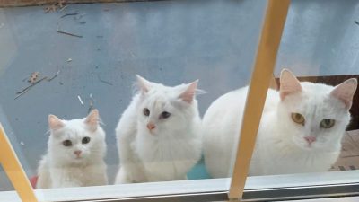 Беременная кошка в поисках помощи привела двух взрослых котят к двери незнакомки