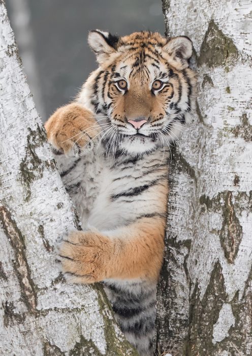 Фотографии тигрицы Лахьи, играющей в снегу