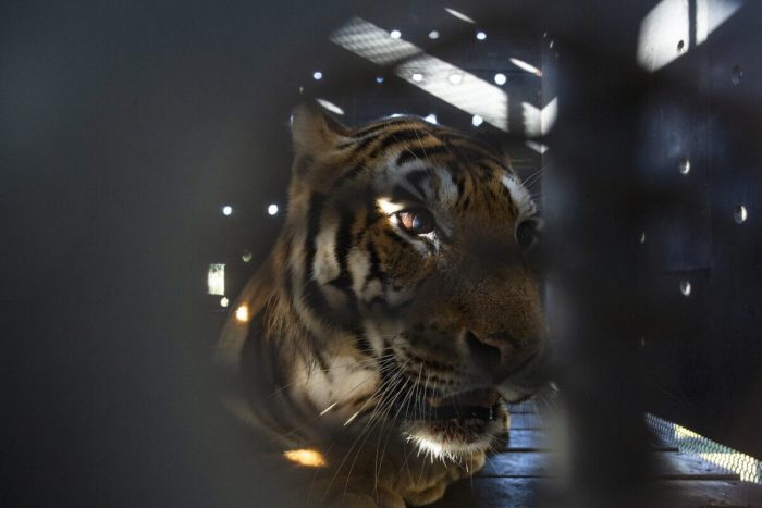 Запертые в вагоне на 15 лет тигры впервые увидели небо над головой