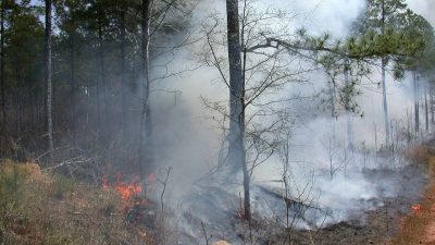 Лесные пожары в Тюменской области перекинулись на населённые пункты