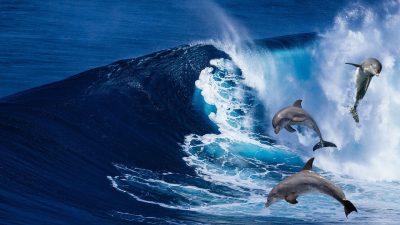 В акватории Чёрного моря массово гибнут дельфины