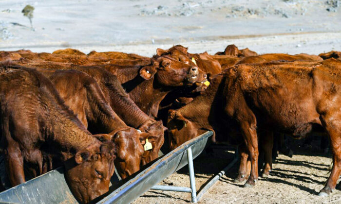 Крупный рогатый скот ест из кормушки на пострадавшей от засухи ферме недалеко от Армидейла в региональном Новом Южном Уэльсе 26 августа 2019 года. (WILLIAM WEST/AFP/Getty Images) | Epoch Times Россия