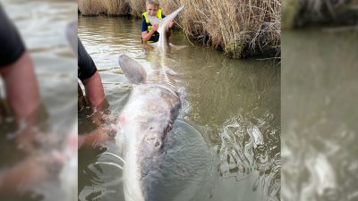 12-летний рыболов из Айдахо поймал 3-метрового монстра-осётра, установив рекорд штата