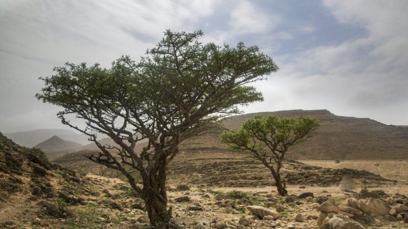 Ладан — это сама суть дерева босвеллии. Это вещество, почитаемое тысячелетиями и изучаемое учёными на протяжении десятилетий. Katiekk/Shutterstock | Epoch Times Россия