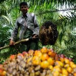 Неопределённость политики Индонезии препятствует возобновлению экспорта пальмового масла