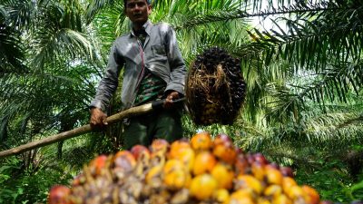 Неопределённость политики Индонезии препятствует возобновлению экспорта пальмового масла