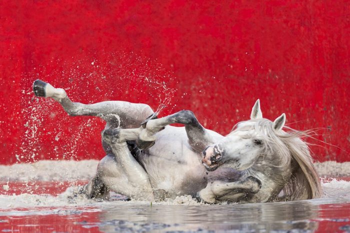 Фотограф с 40-летним опытом делает потрясающие снимки лошадей