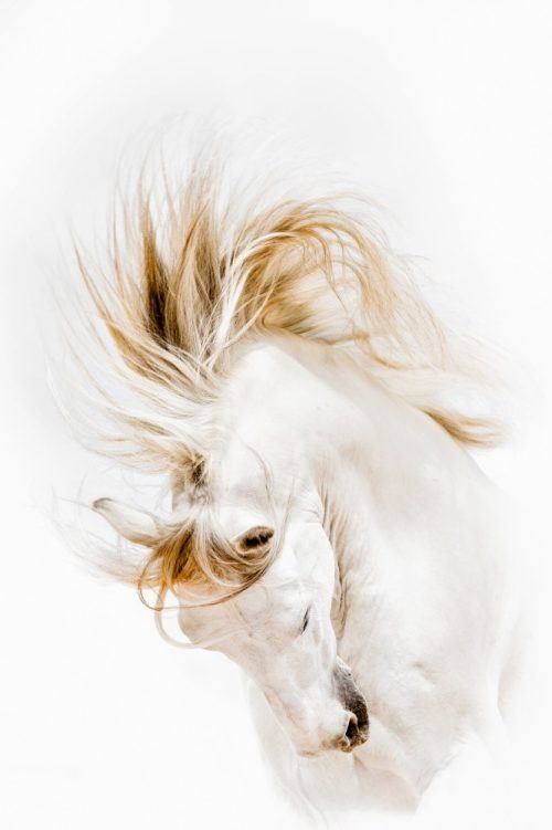Фотограф с 40-летним опытом делает потрясающие снимки лошадей