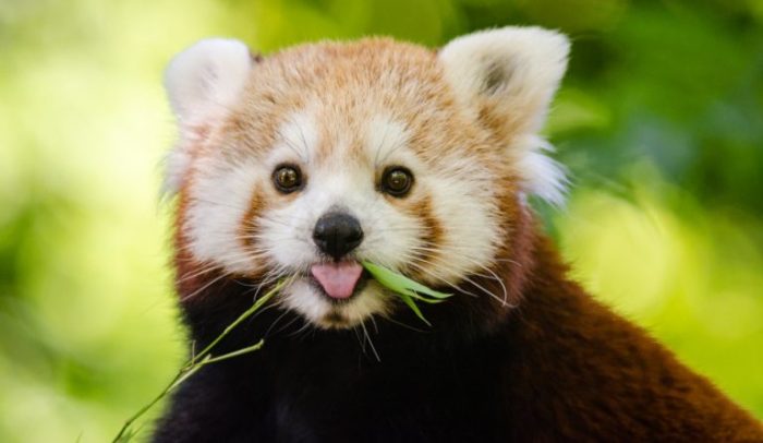 Интересные факты о красных пандах