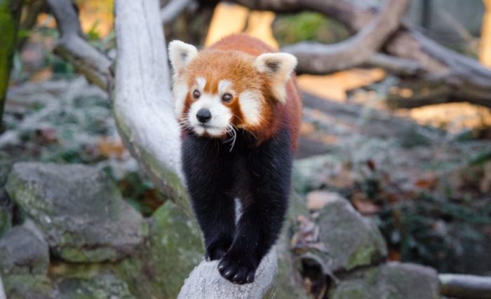 Интересные факты о красных пандах