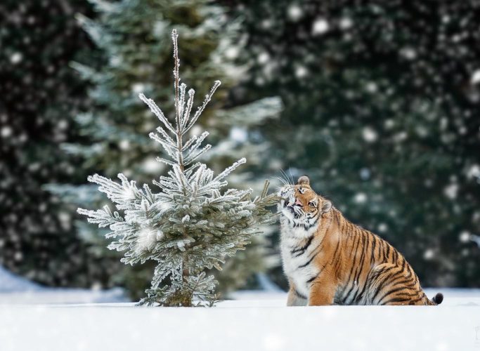Фотографии тигрицы Лахьи, играющей в снегу
