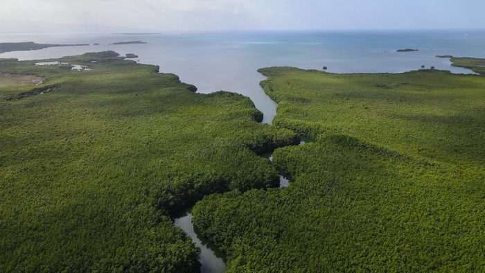 В болотах Карибского бассейна обнаружены гигантские бактерии