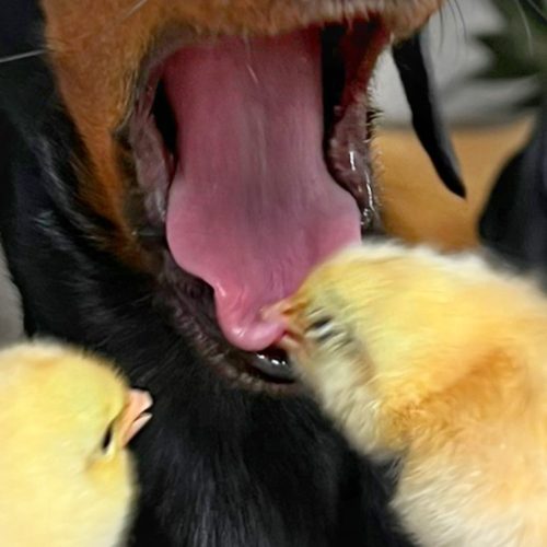 Уморительная реакция таксы: цыплёнок кусает её за язык