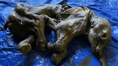 В Канаде нашли мумию мамонтёнка возрастом около 35 тысяч лет