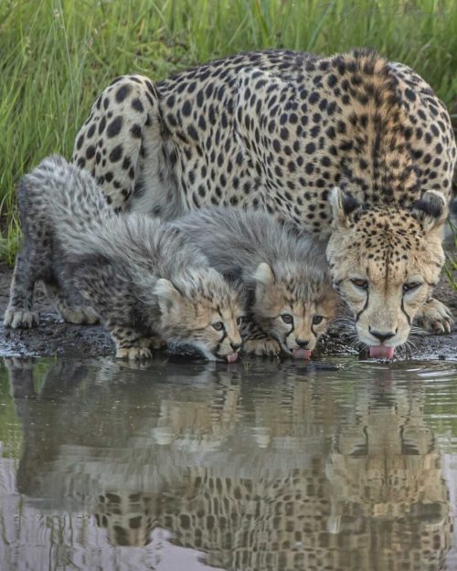 Фотограф запечатлел «наносекундное» мгновение всей семьи гепардов вместе на одном дереве