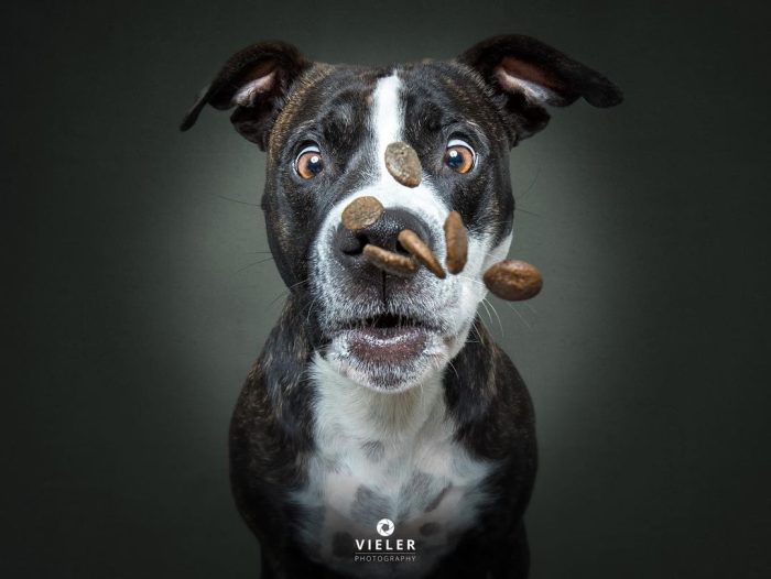 Забавные фотографии собак, ловящих лакомства — посмотрите на их комичные выражения лиц