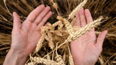 Пакистан будет платить наличными за пшеницу из России