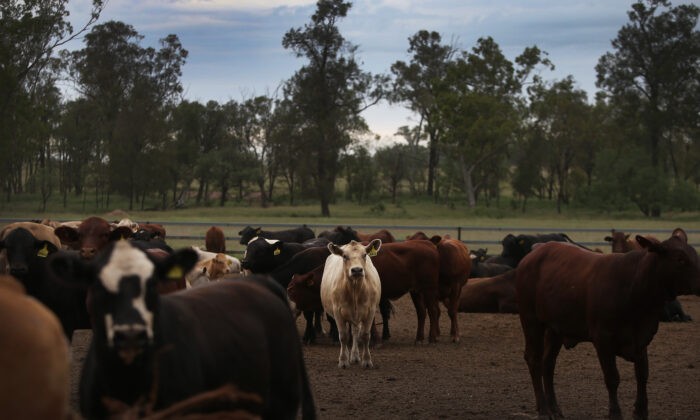 Скот смешанных пород можно увидеть в Меандарре, Австралия, 18 января 2021 года. (Lisa Maree Williams/Getty Images) | Epoch Times Россия