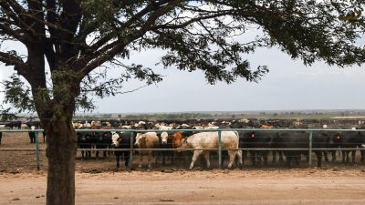 В Канзасе происходит массовый падёж скота из-за экстремальной жары