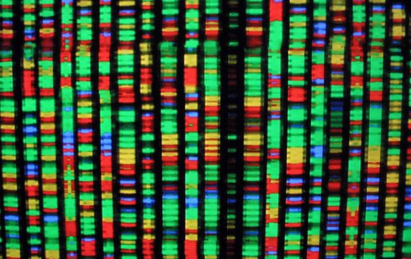 Цифровое изображение генома человека в Американском музее естественной истории в Нью-Йорке 15 августа 2001 года. Каждый цвет представляет один из четырёх химических компонентов ДНК. (Mario Tama/Getty Images)