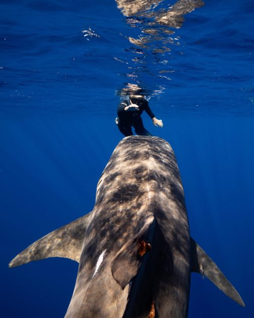 Что делать, если в воде к вам приближается акула? Советует профессиональный дайвер