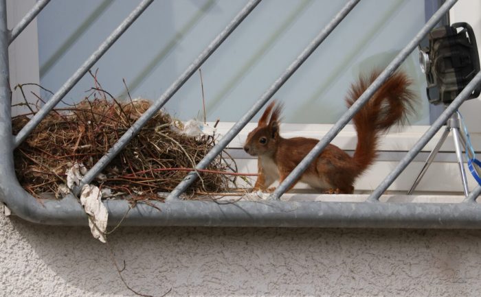 Белка сделала гнездо на подоконнике жилого дома: наблюдаем за жизнью бельчат